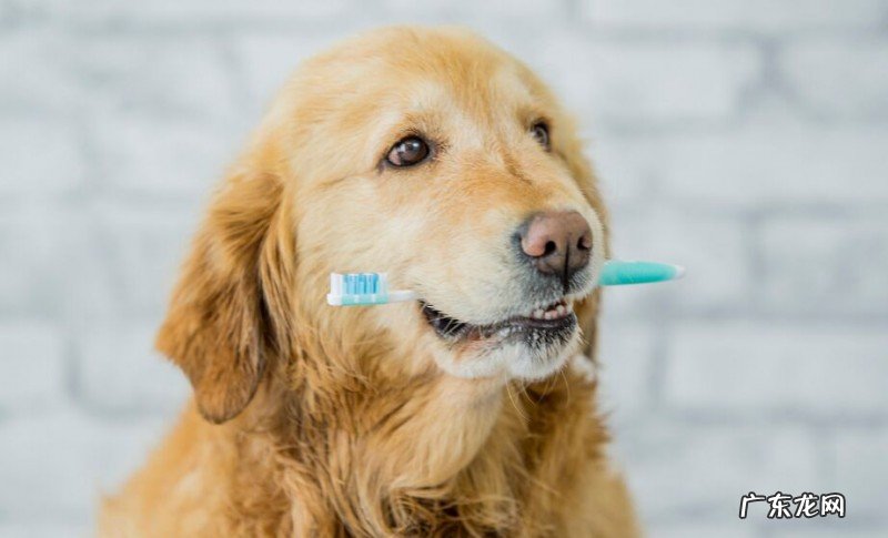 金毛狗狗突然流很多唾沫