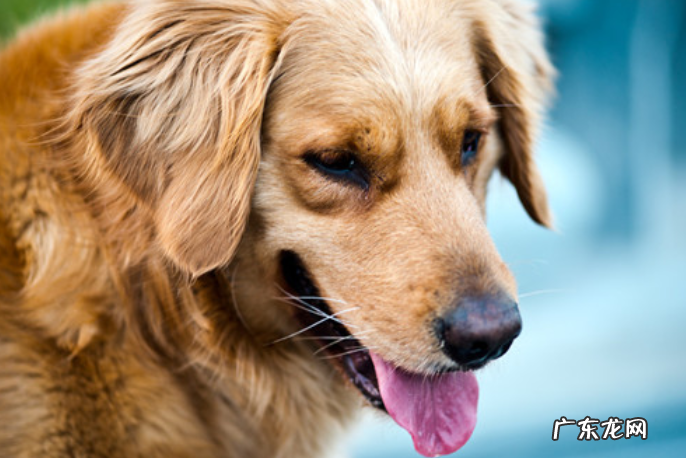金毛狗狗突然流很多唾沫
