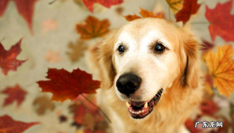 金毛狗狗突然流很多唾沫