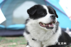 狗狗拉肚子好了又拉持续