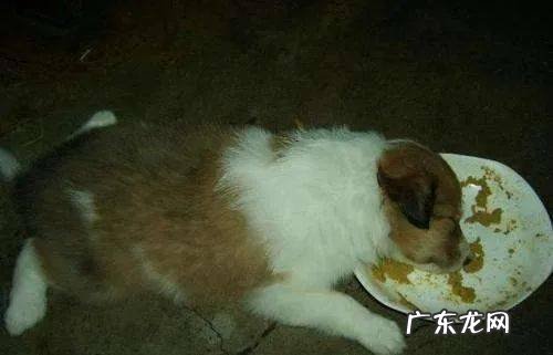 狗狗吐了应该怎么办?这一份恶心干呕情况合集