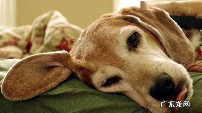 狗狗吐了应该怎么办?这一份恶心干呕情况合集