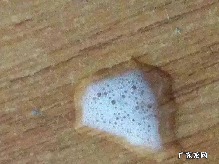 狗狗吐了应该怎么办?这一份恶心干呕情况合集