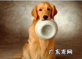 狗狗吐了应该怎么办？这一份恶心干呕情况合集