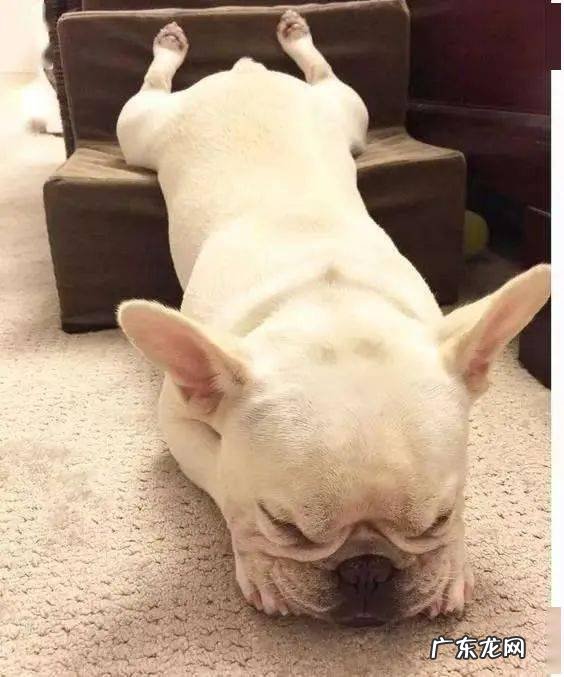 狗狗吐了应该怎么办?这一份恶心干呕情况合集