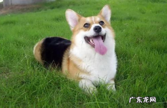 柯基突然许多 流囗水