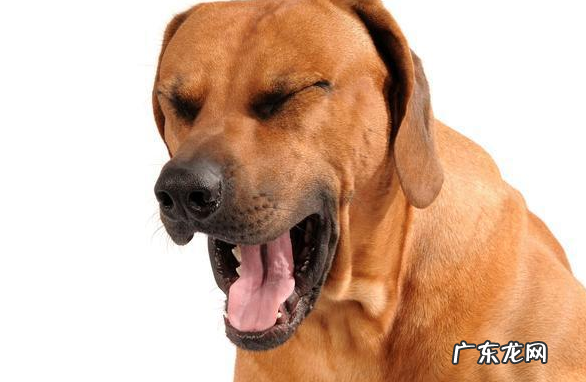 柯基突然许多 流囗水