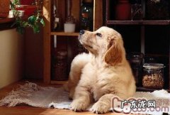 训小狗时要留意奖罚分明