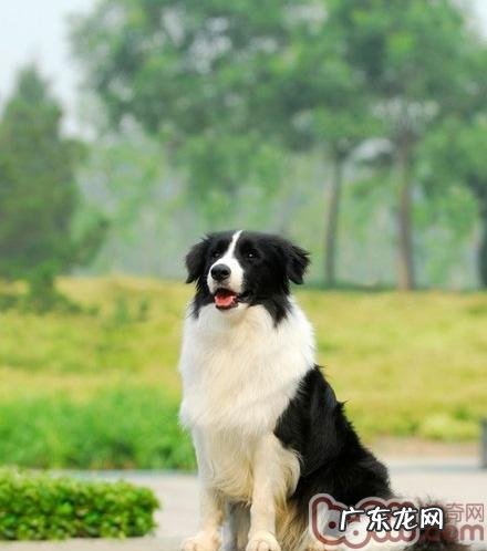 怎么训练边境牧羊犬有好的饮食结构