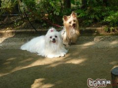 了解最初中级小狗的身体语言