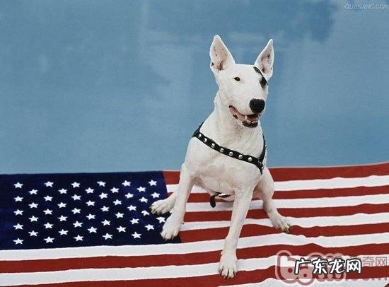 怎么训练牛头梗会挥手