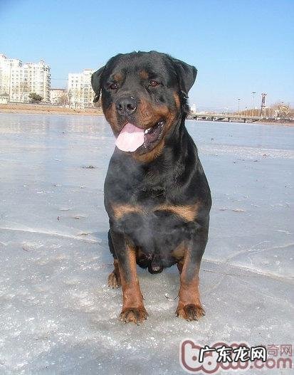 怎样改正罗威纳乱拉乱尿尿个人行为