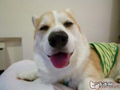 把握小狗的个人行为特性能更强训炼