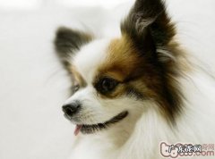 如何训练狗狗“假死”和“拐弯”