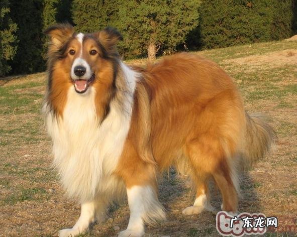 英国德牧犬追随主人家走动怎么训练