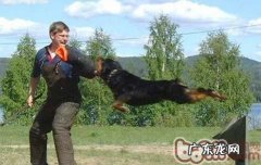 如何阻拦罗威纳进攻人