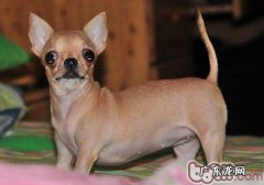 金毛犬基础姿势怎么训练