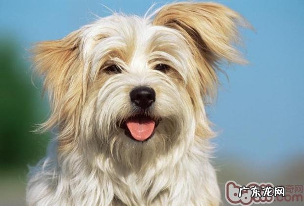 如何让小狗同意配戴牵引带