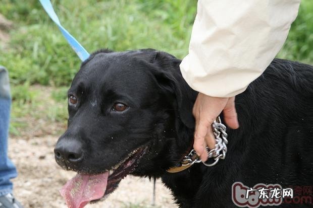 教您小狗防失踪的绝技