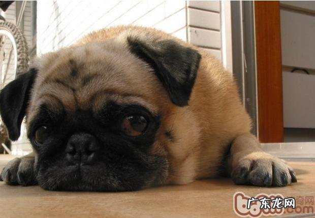 改正八哥犬食欲不振问题