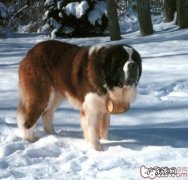 如何训炼圣伯纳犬