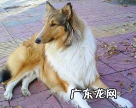 怎样改正英国德牧犬扑人的习惯性