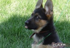 怎么让狼狗越来越更强悍