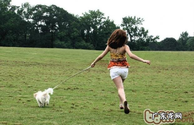 千万不要让小狗溜了主人家