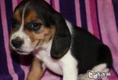 训炼比熊犬清静不叫个不停