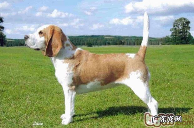 怎样训炼比熊犬看门