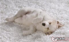 训练小狗回绝路人的食材