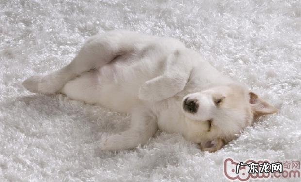 训练小狗回绝路人的食材