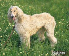 怎样训练小狗坐着