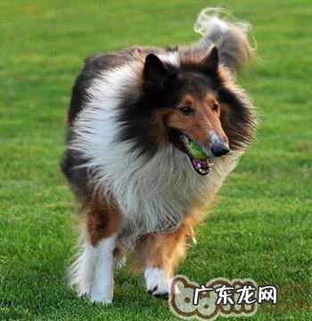 怎么训练英国德牧犬的勇气