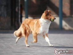 英国德牧犬喜爱的小玩具是啥