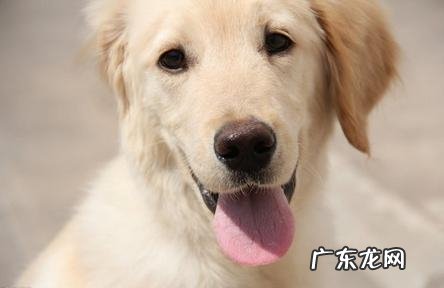 怎样让小狗如影随行的追随训炼