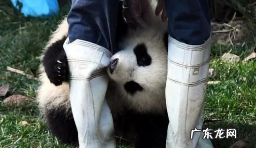 陈大大:微信直播来了!千载难逢抱大咖大腿的机会,你抓住了吗?