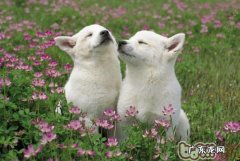 怎样改正狗狗护食的不良习惯