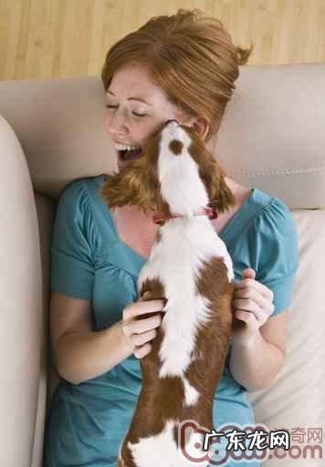 小狗没礼貌乱舔人该怎么办