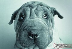 沙皮狗会乱咬吗