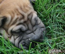 训炼沙皮狗的最佳时机