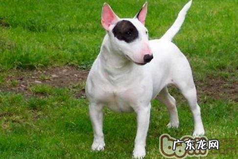 塑造牛头梗优良的睡眠质量习惯性