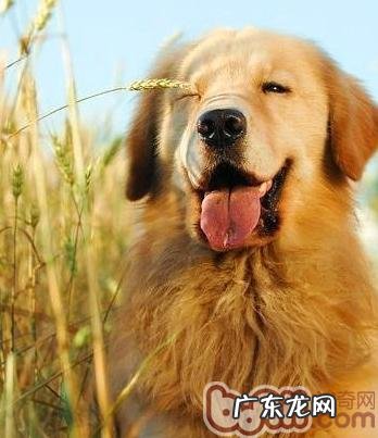 训练金毛犬学习培训站起的方式