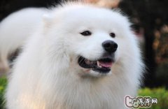 怎样训炼萨摩小宝宝叼物品