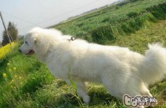 大白熊要自小刚开始训炼