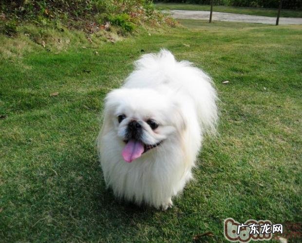 怎么让京巴融入新领域