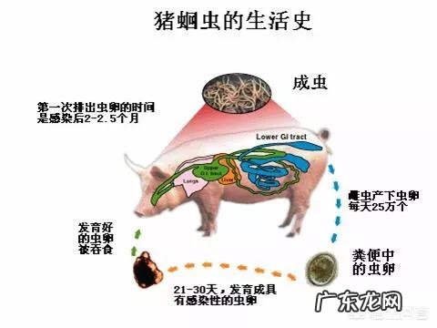 如何判断母猪肚子里有蛔虫?