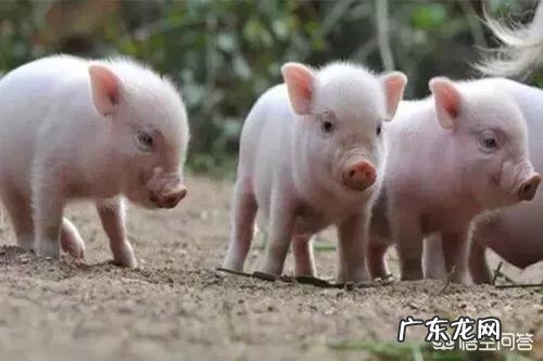 如何判断母猪肚子里有蛔虫?