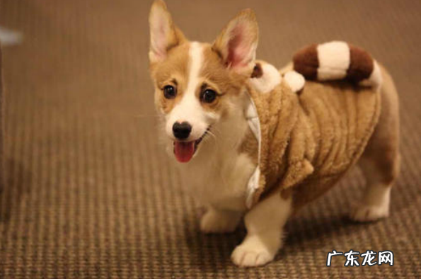 小狗长藓要注意什么