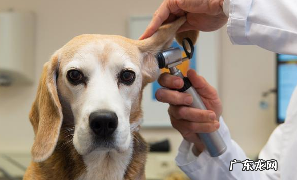 小狗没病食欲突然减少